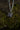necromancy of thay pendant bg3 baldur's gate 3