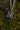 necromancy of thay pendant bg3 baldur's gate 3